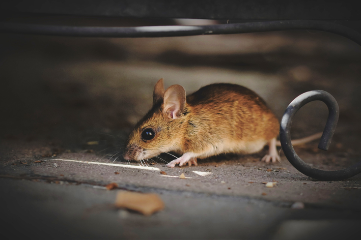 Qual é o maior rato do mundo? Venha conhecer!